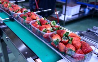 Several clear plastic containers of strawberries move along a conveyor system. It features green rubber belts.